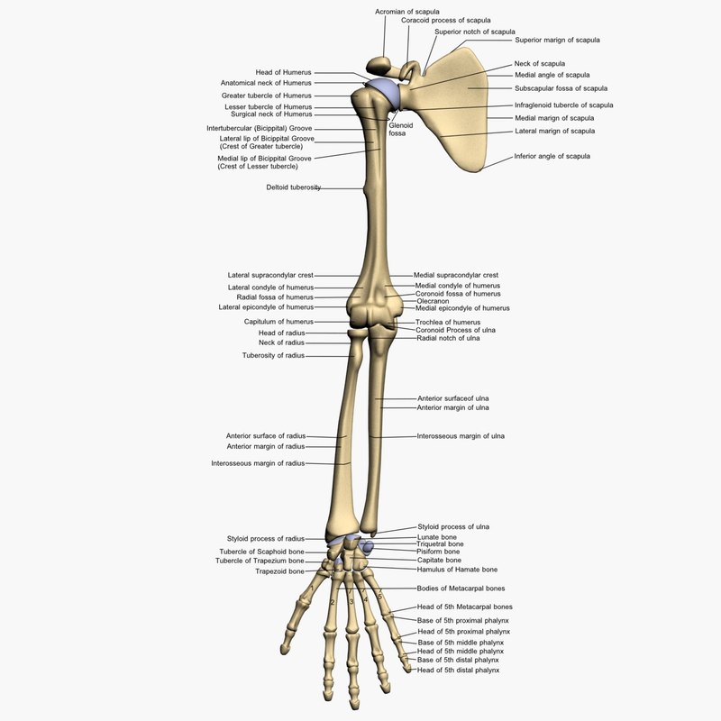 Bones in the Human Body human body bones name
